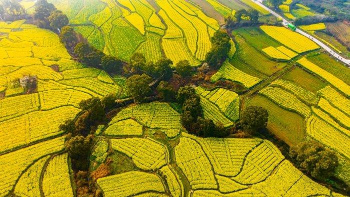 江西萬安田園金色油菜花盛開