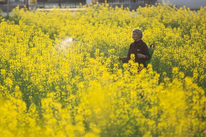 革命老區(qū)10萬(wàn)畝油菜花開